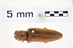 Foto (Dorsalansicht) von Proludius jaculus (LeConte, 1853) (NHMW-ZOO-COL-0008348)